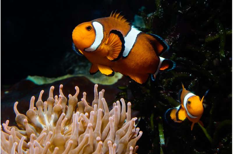 Two hormones drive anemonefish fathering, aggression