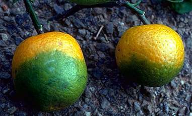 UC Riverside discovers first effective treatment for citrus-destroying disease