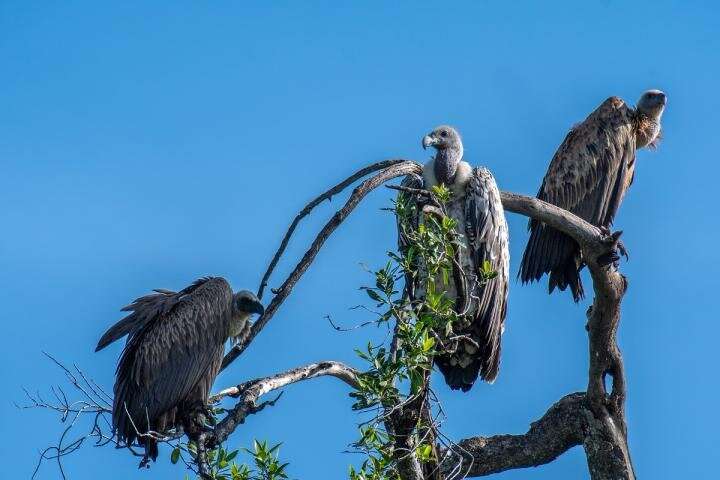 UMD addresses African vulture poisoning with global disease and biodiversity implications