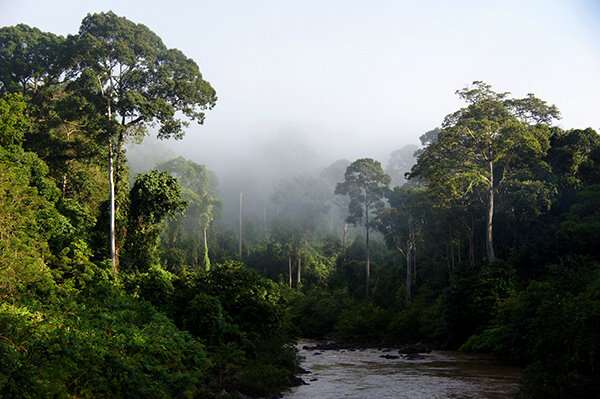 UM scientists play a direct role in identification of forests for protection in Borneo