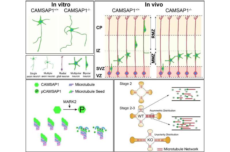 Unbalanced microtubule networks launch establishment of neuronal polarity