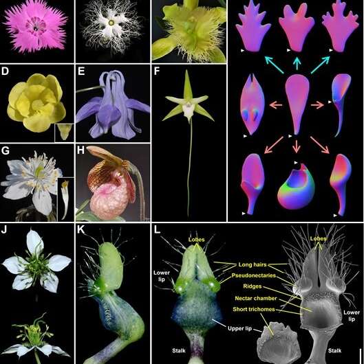 Uncovering developmental mechanisms of elaborate petals in Nigella damascena