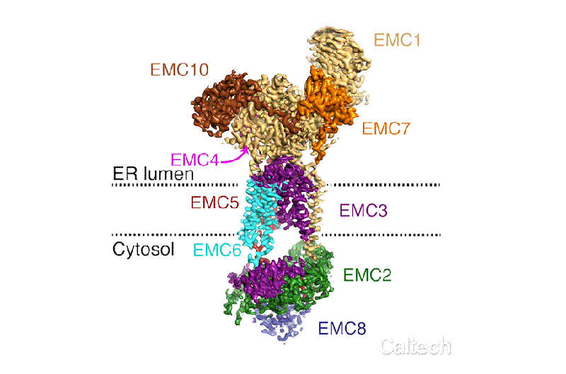 Understanding the atomic details of the endoplasmic reticulum membrane protein complex