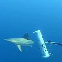 Underwater cameras reveal biodiversity hotspot in tropical marine park