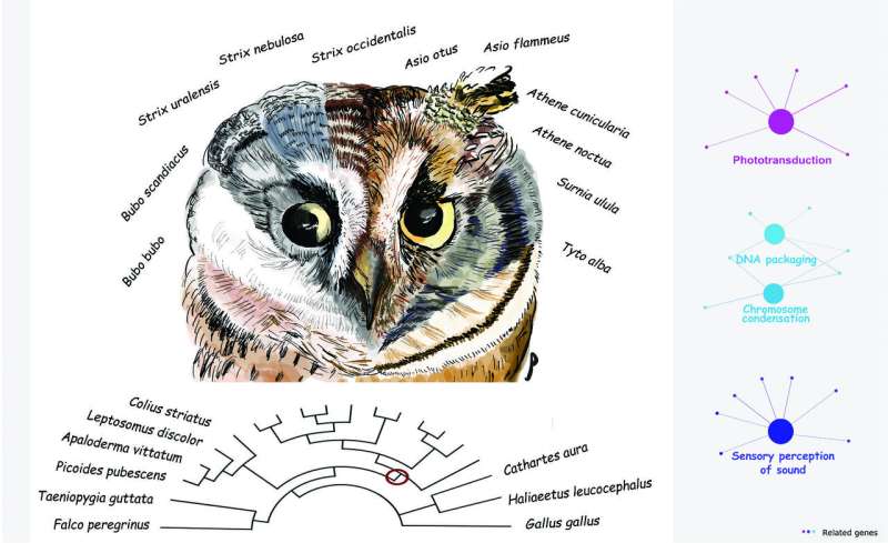 Unique Adaptations Allow Owls to Rule the Night