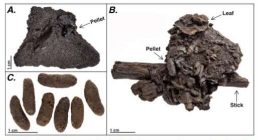Unprecedented preservation of fossil feces from the La Brea Tar Pits