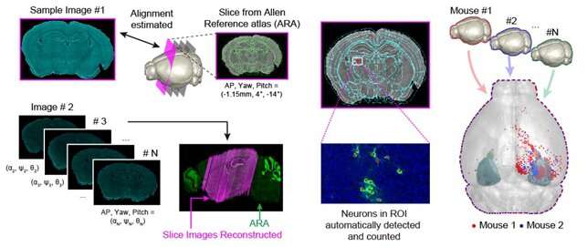 Unravelling Complex Brain Networks with Automated 3-D Neural Mapping