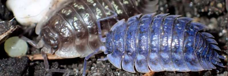 Unusual blue woodlice may help develop new antiviral materials