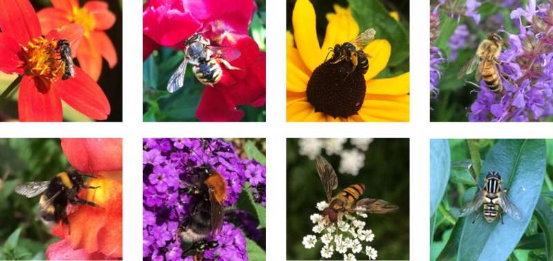Urban bees: pollinator diversity and plant interactions in city green spaces