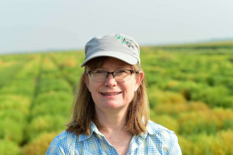 USask scientists develop model to identify best lentils for climate change impacts