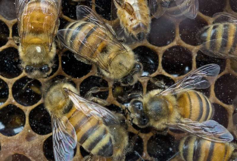 US biologists have now decoded over 1,500 honey bee dances to providing conservation groups trying to boost the imperiled specie