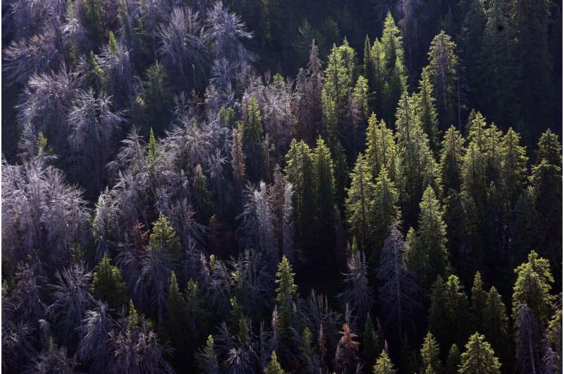 US: Mountain pine tree that feeds grizzlies is threatened