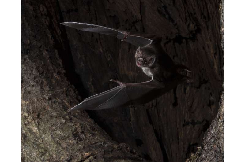 Vampire bats social distance when they get sick