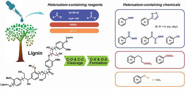 Varieties of functionalized aromatics expanded by heteroatom-participated lignin cleavage