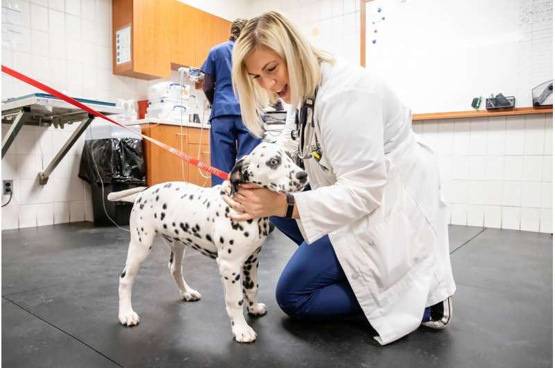 Veterinarians: Dogs, too, can experience hearing loss