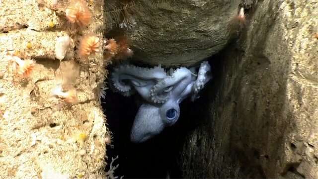 Video: Deep-sea footage helps researchers understand octopod real estate