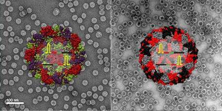Virus-like probes could help make rapid COVID-19 testing more accurate, reliable