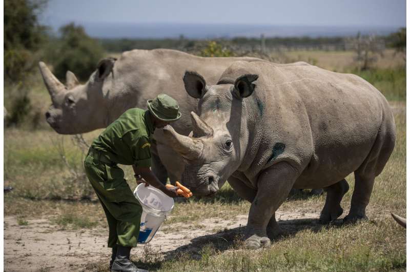 Virus stalls work to keep alive a rare rhino subspecies