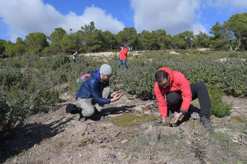 Volunteers  plant trees on the Kesra mountains in Tunisia's Siliana region