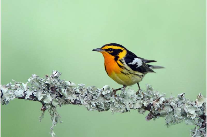 Warbler coloration shaped by evolution via distinct paths