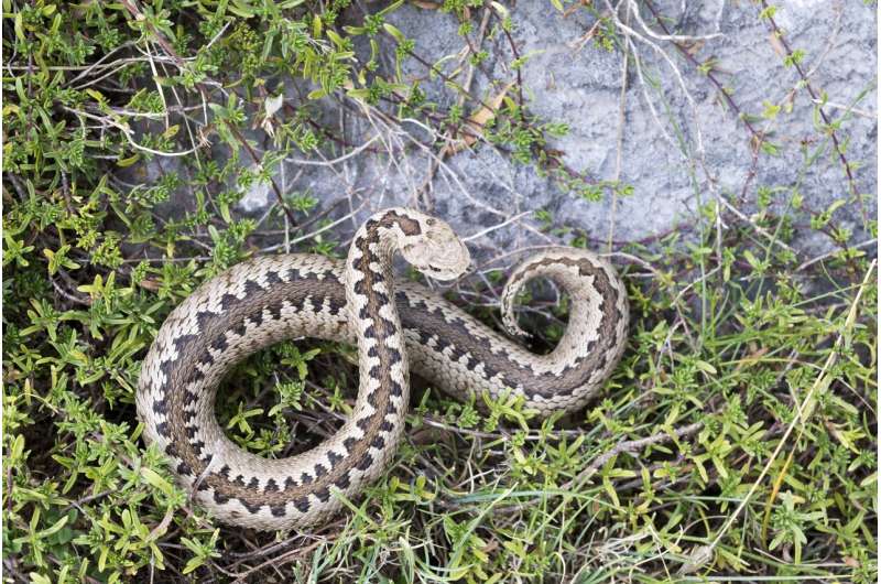 Warming mountaintops put snake at risk of extinction