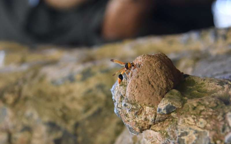 **Wasp nests used to date ancient Kimberley rock art