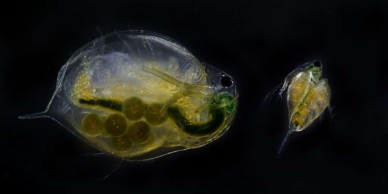 Water fleas on “happy pills” have more offspring