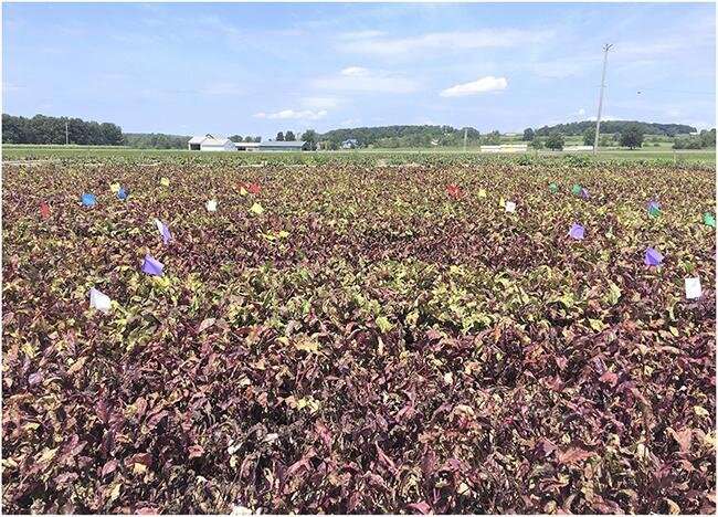 Weather-based decisions may reduce fungicide sprays on table beets