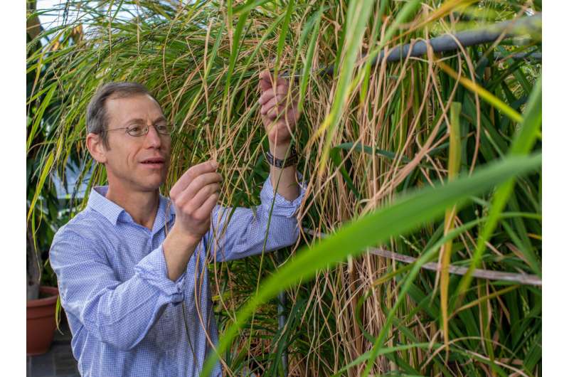 Weedy rice is unintended legacy of Green Revolution