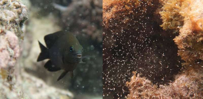 We found algae-farming fish that domesticate tiny shrimp to help run their farms