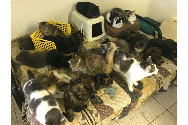 Welfare concerns highlighted over 'institutional hoarding' of cats