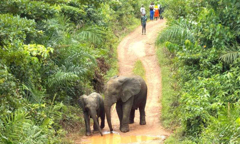 West Africa walkabout—The further adventures of the elephant brothers