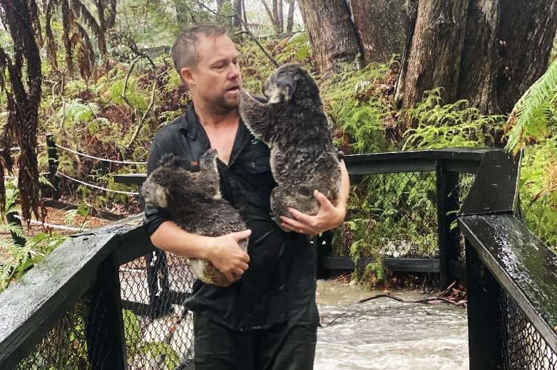 Wet and woolly: Koalas at one Australian zoo were at risk from wildfires last week, but got drenched in torrential rain on Frida