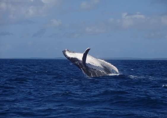 Whale ‘snot’ reveals likely poor health during migration