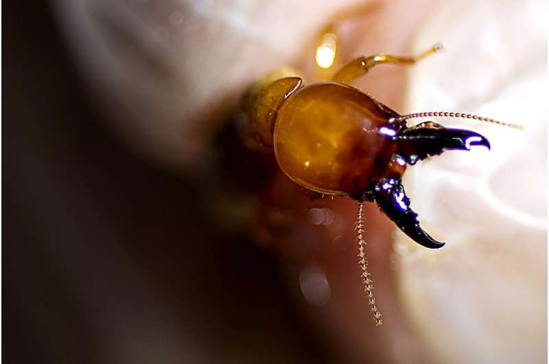 What can ants and termites teach us about fighting disease?