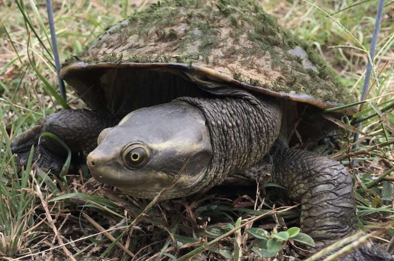 What can be learned from the microbes on a turtle's shell?