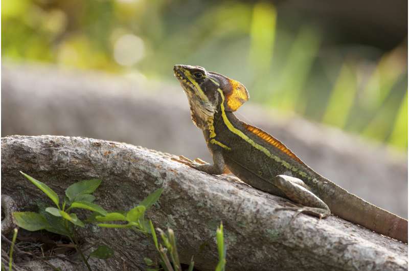 What cold lizards in Miami can tell us about climate change resilience