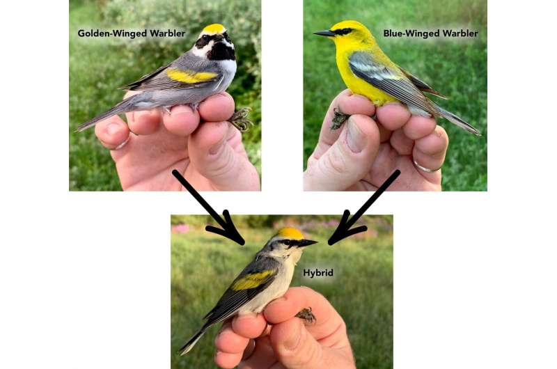 What determines a warbler's colors?