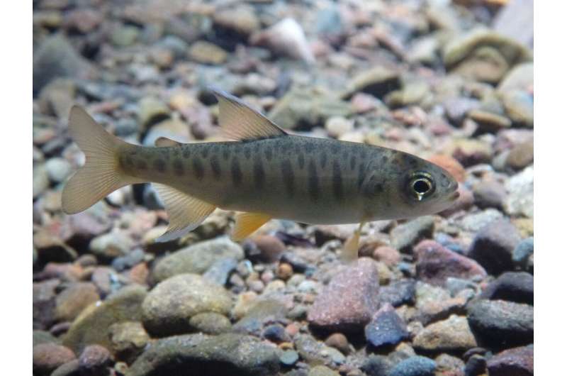 What does drought mean for endangered California salmon?