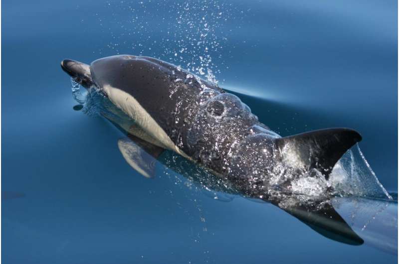 What's for dinner? Dolphin diet study