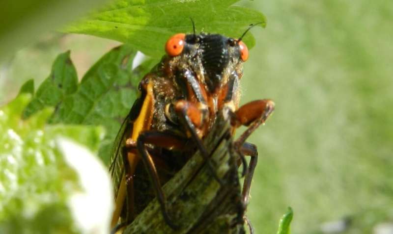 What's that noise? The 17-year cicadas are back