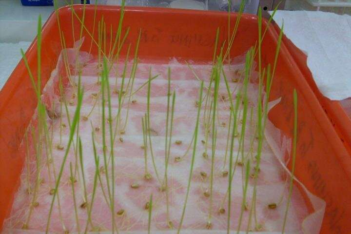 Wheat and couch grass can extract toxic metals from contaminated soils