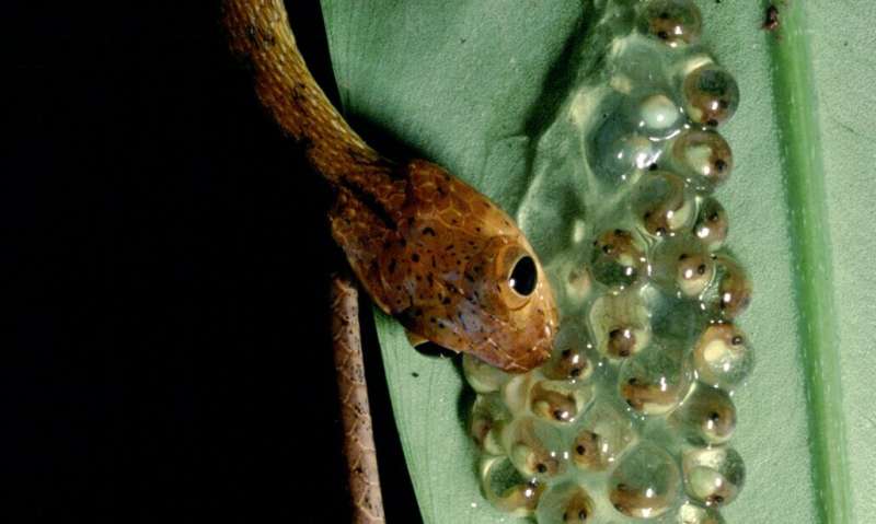 When frogs die off, snake diversity plummets