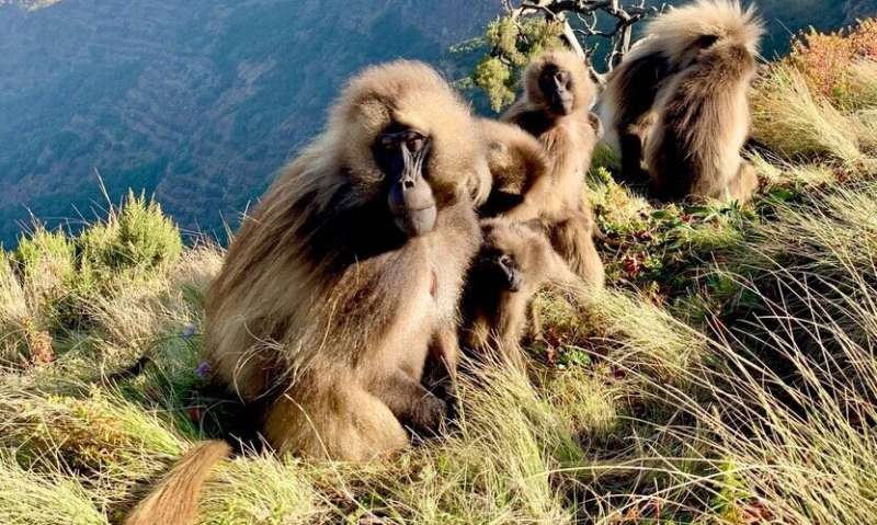 When new males take over, these female primates hurry up and mature