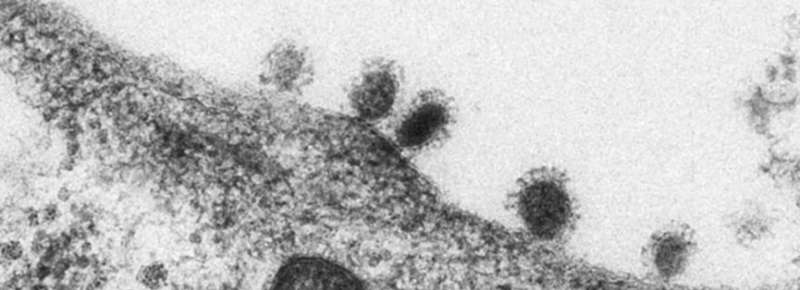 When will there be a coronavirus vaccine?