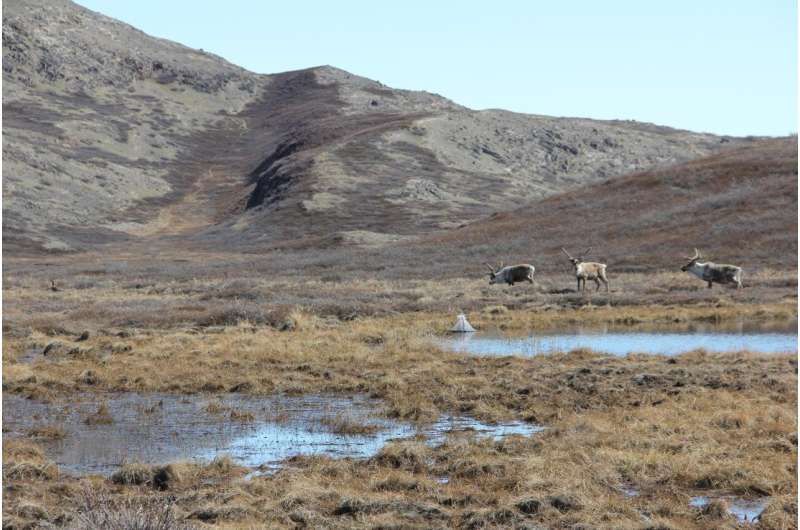 Where are arctic mosquitoes most abundant in Greenland and why?