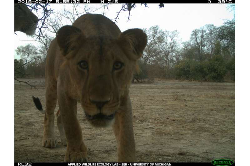 Where lions roam: West African big cats show no preference between national parks, hunting zones