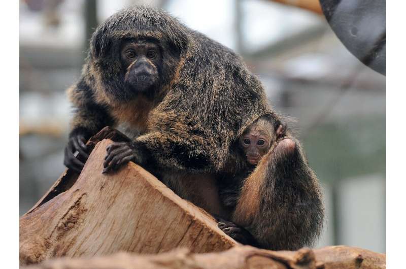 White-faced saki monkeys in Helsinki zoo were able to choose between the noise of rain, traffic, zen sounds or electronic music.
