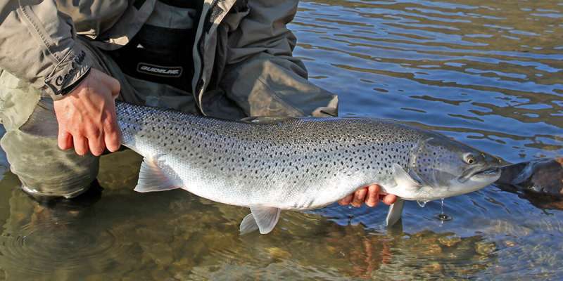 Why aren’t sea trout thriving anymore?