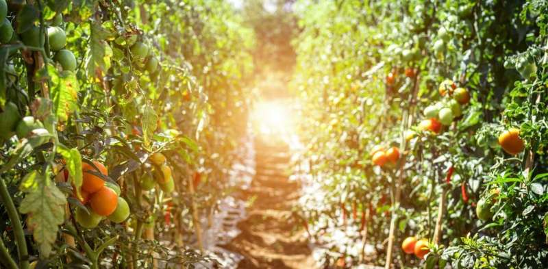 Why China is emerging as a leader in sustainable and organic agriculture